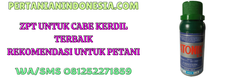 zpt,cabe,kerdil,zat pengatur tumbuh,tanaman,pertanian indonesia